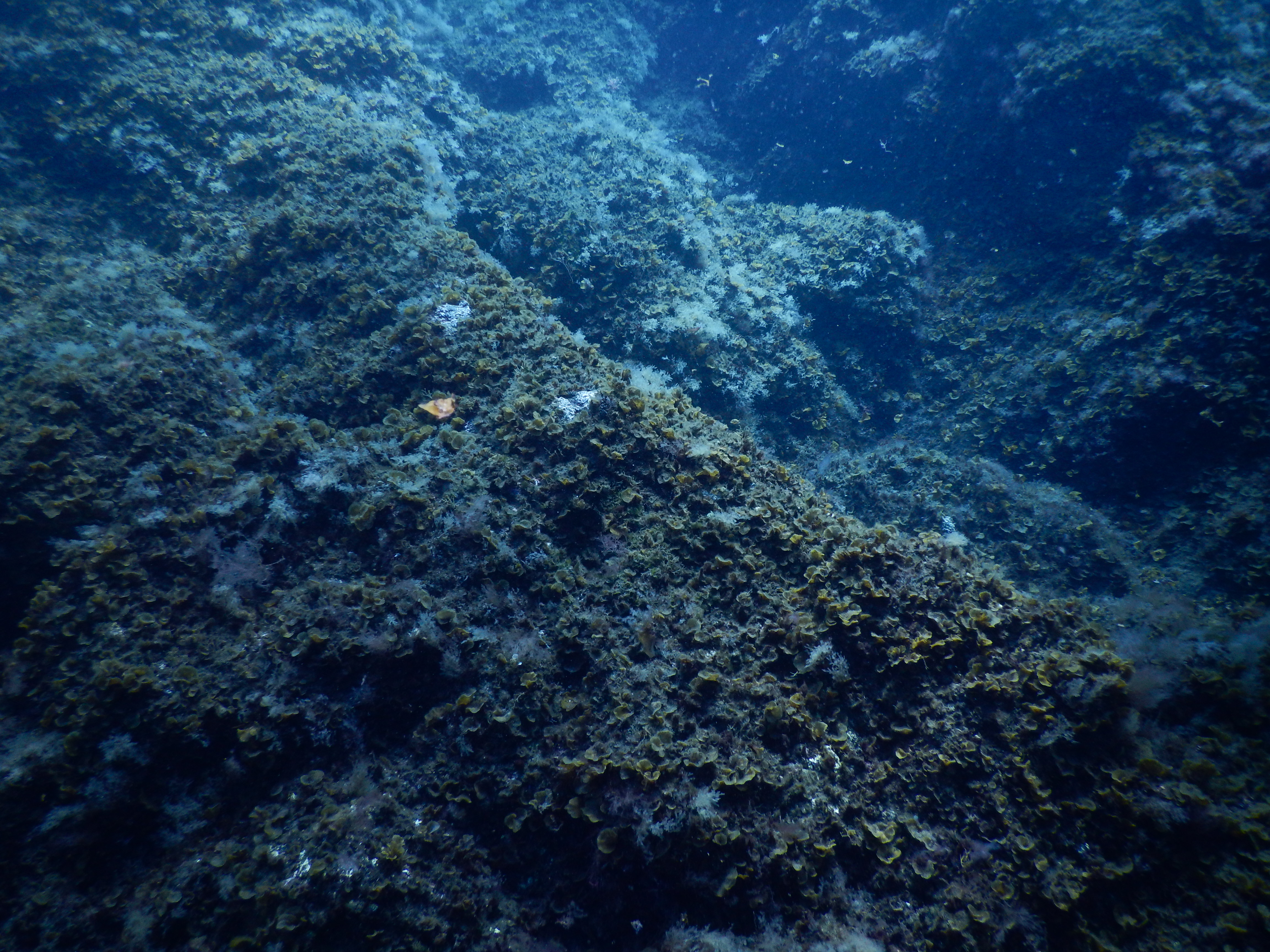 Coral reefs