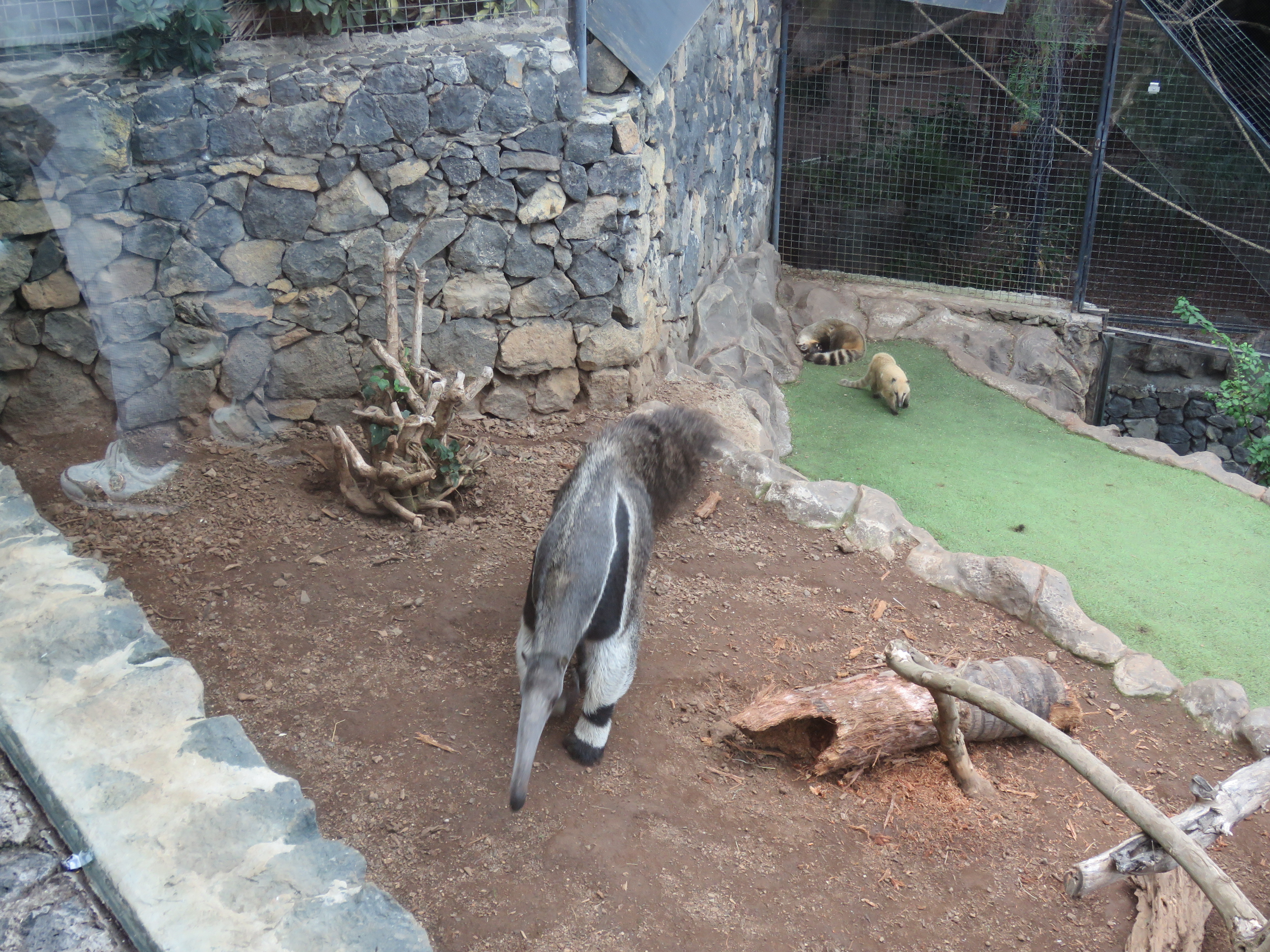 Giant anteater