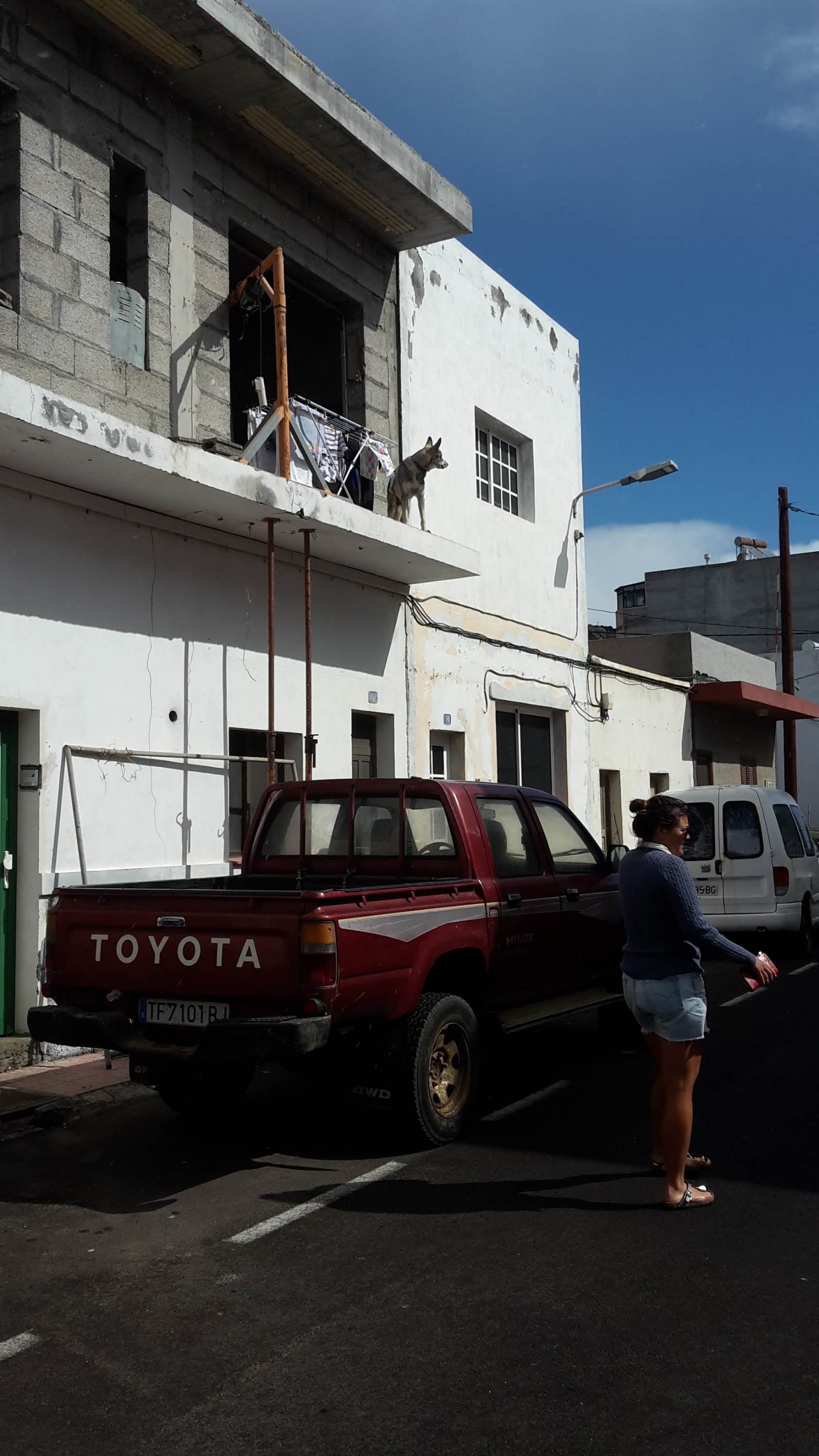 Who let the dogs out?