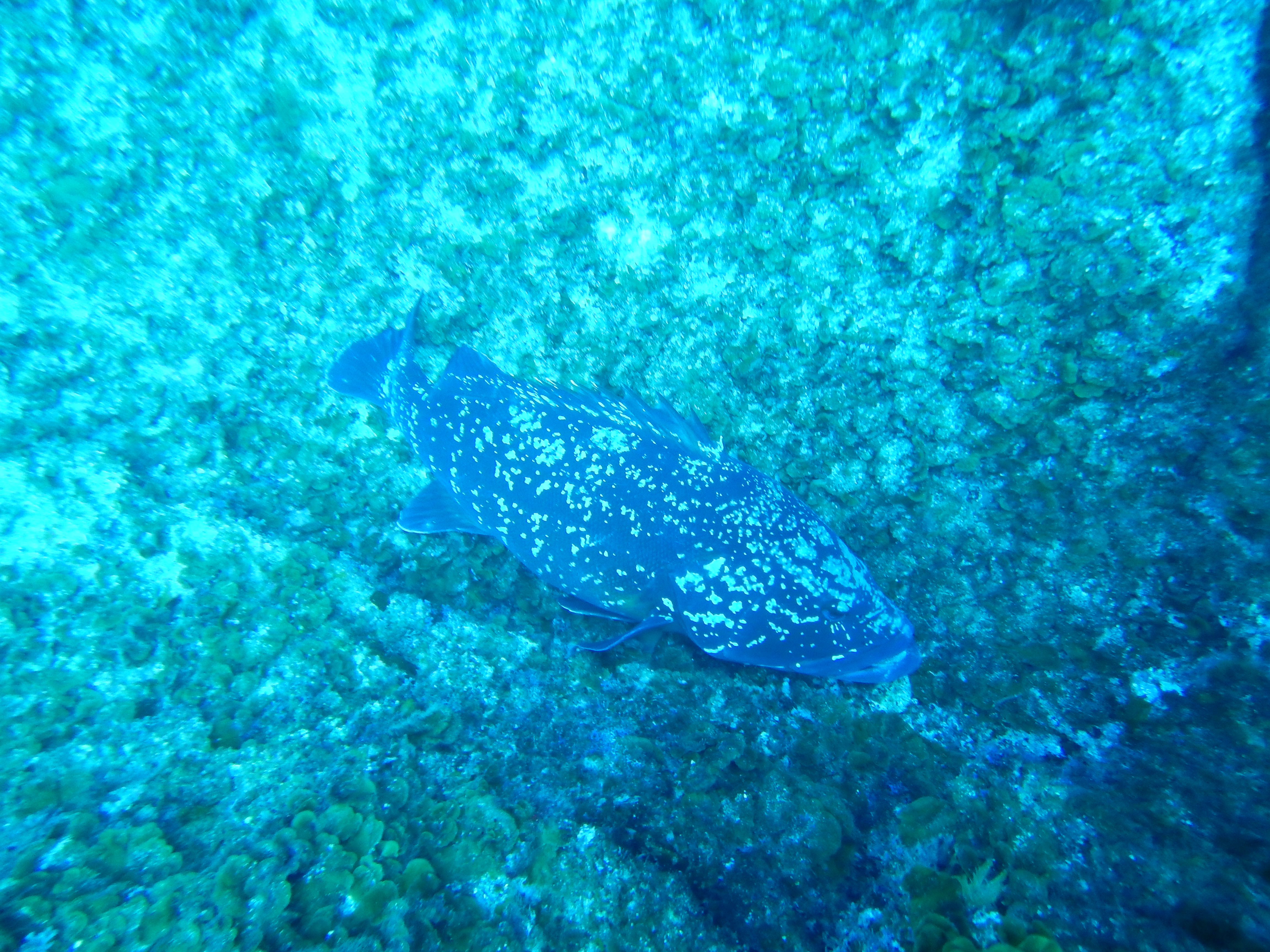Dusky grouper
