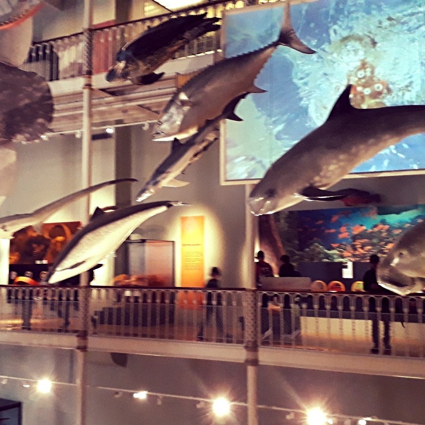 National Museum of Scotland