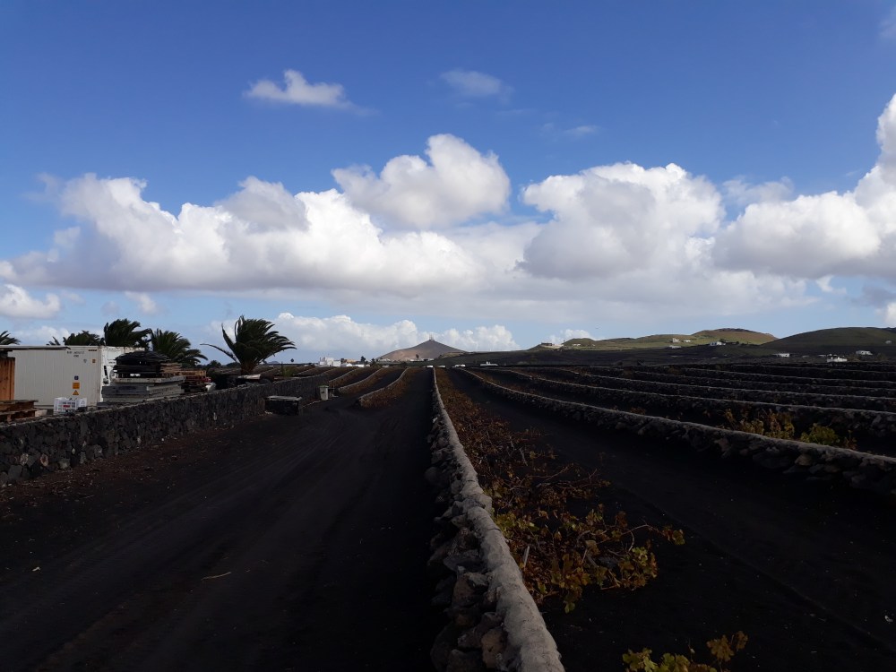 Grape fields forever..