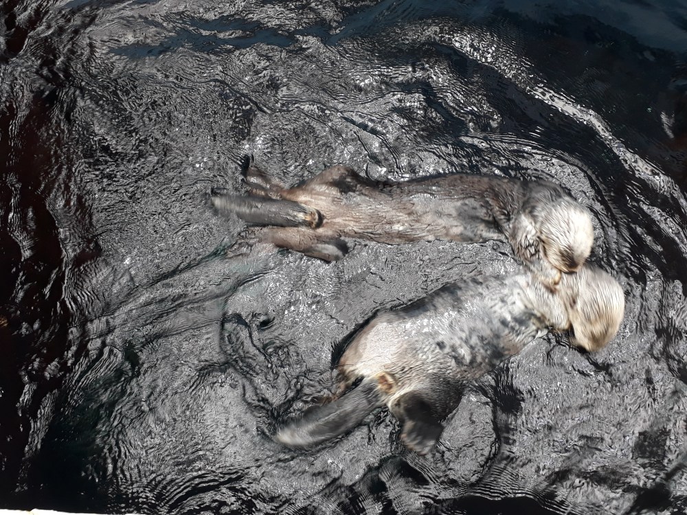 Sea otters!